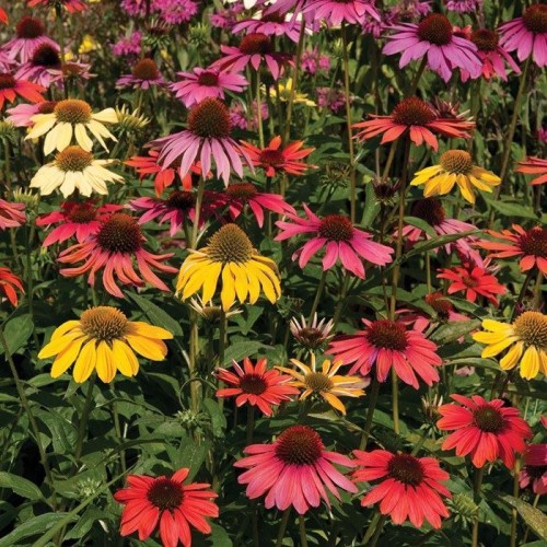 echinacea-cheyenne-spirit.jpeg