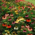 echinacea-cheyenne-spirit-.jpg