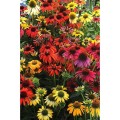 cheyenne-spirit-echinacea---.jpg