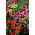 cheyenne-spirit-echinacea-.jpg