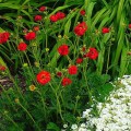 geum-chiloense-l.jpg