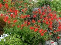 geum_blazing_sunset_form.jpg