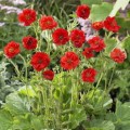 Geum_chiloense_s.Meteor.jpg