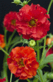 kuklik-chilijski-geum-chiloense_1852.gif