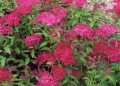 Spiraea japonica  'Dart's Red'.jpg