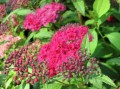 big_spiraea_japonica_dart_s_red.jpg