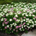 spiraea_genpei(shirobana)1.jpg