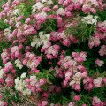 Spiraea Japonica 'Shirobana.jpg