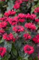 Monarda-Bee-Happy.jpg