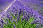 Lawenda BLUE SCENT Piękny fiolet!