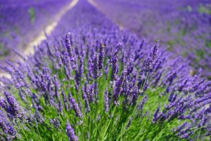 Lawenda BLUE SCENT Piękny fiolet!