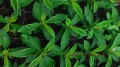 Phlox paniculata sadzonka www.zieloneogrody.eu.jpg