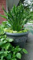 Hosta Praying Hands.jpg