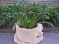 Hosta 'Praying Hands'_.jpg