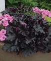 BLACK PEARL heuchera.jpg