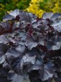 BLACK PEARL heuchera_.jpg