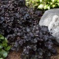 BLACK PEARL heuchera 1.jpg