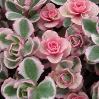 ROZCHODNIK  SEDUM TRICOLOR na Skalniak