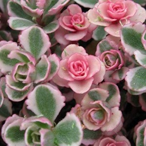 ROZCHODNIK  SEDUM TRICOLOR na Skalniak