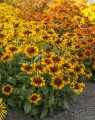 rudbeckia-kissing-smileyz_.jpg