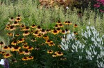 Rudbekia Smiley Kissing Rudbeckia