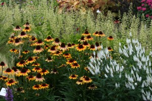 Rudbekia Smiley Kissing Rudbeckia