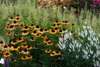 Rudbekia Smiley Kissing Rudbeckia