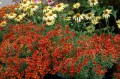 Coreopsis-Ladybird-3.jpg