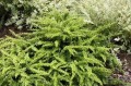 berberis_thunbergii...jpg