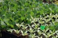 Rudbekia sadzonki.JPG