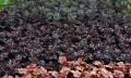 Żurawka Black taffeta zieloneogrody.jpg