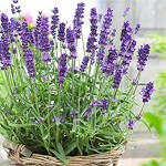 Lawenda Hidcote Blue Mrozoodporna
