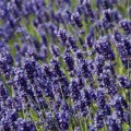 lavandula_hidcote_blue.jpg