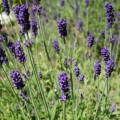 Hidcote Blue.jpg