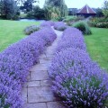 Hidcote Blue 1.jpg