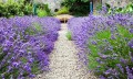 Hidcote Blue _..jpg