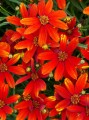 Coreopsis_Lady_Bird.jpg