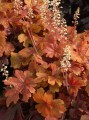 HEBU_0_heucherella_buttered_rum2_tn.1491333551.jpg