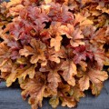 Heucherella 'Buttered Rum'.jpg