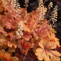 Heucherella 'Buttered Rum' 1.jpeg