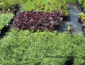 Coreopsis_Lady_Bird zieloneogrody.jpg