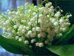 KONWALIA MAJOWA BIAŁA – KLASYCZNE PIĘKNO I ZAPACH W TWOIM OGRODZIE (Convallaria majalis)