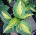 hosta dream queen 0.jpg