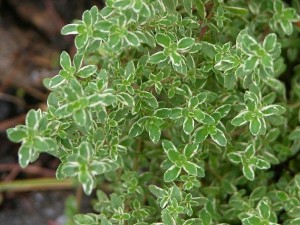 MACIERZANKA VARIEGATA zioła do kuchni 
