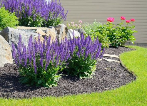 West Friesland  Violet Queen _.jpg