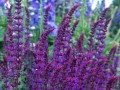 West Friesland  Violet Queen --.jpg