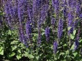 West Friesland  Violet Queen.jpg