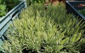 lawenda platinum zieloneogrody 1.jpg