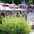 Lavender - Platinum Blonde.jpg