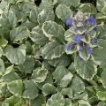 Dąbrówka variegata.jpg